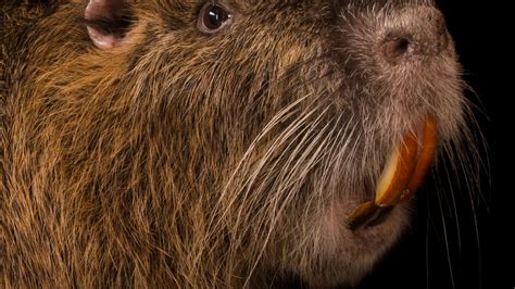 Nutria | National Geographic