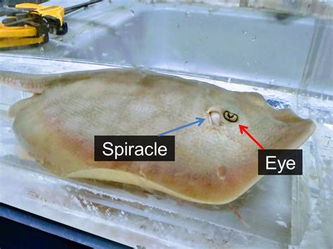 Stingray Behavior and Biology (2022)