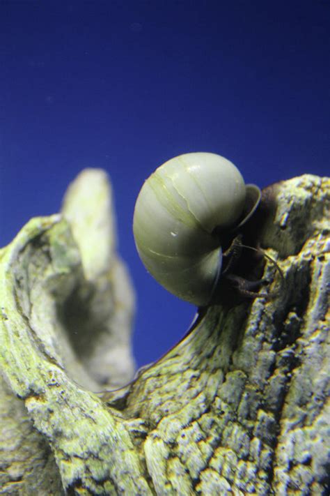 Blue Snail Photograph by Holly Morris