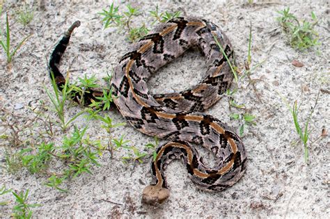 Timber Rattlesnake | South Carolina Partners in Amphibian and Reptile Conservation