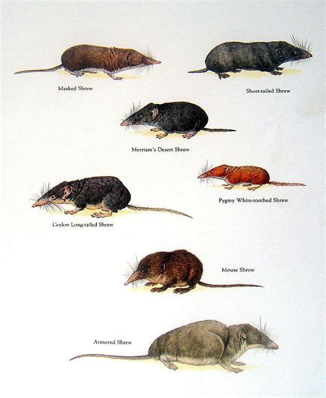 Shrews Masked Shrew Mouse Shrew Armored Shrew Short