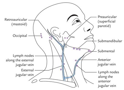 Easy Notes On 【Superficial Lymph Nodes and Lymph Vessels】