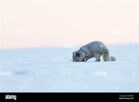 White polar fox in habitat, winter landscape - Vulpes lagopus Stock Photo - Alamy