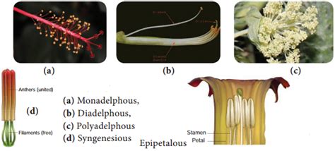 Androecium – Definiton of Androecium and its Various Types – NCERT MCQ