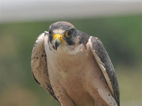 The Online Zoo - Lanner Falcon