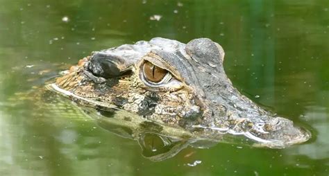 Black Caiman | The Animal Facts | Appearance, Diet, Habitat, Behavior