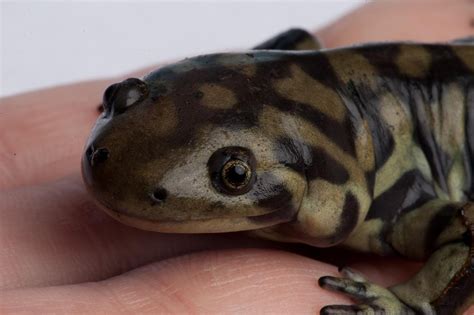 JaredDavidsonPhotography: Tiger Salamander pictures