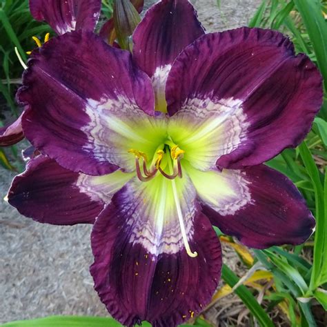 Seedlings – Signature Daylilies