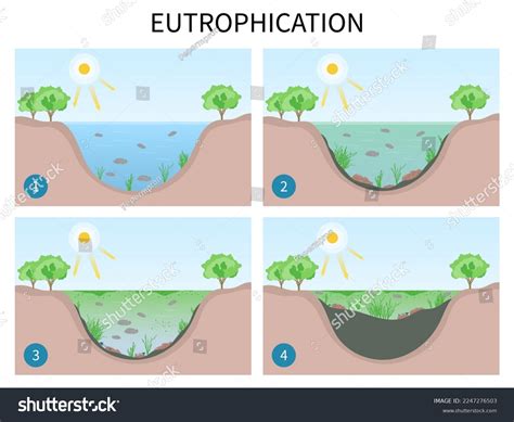 Eutrophication