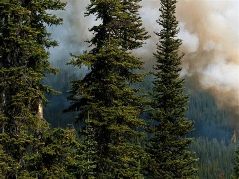 The Wildland Urban Interface (WUI) | FireSmart Canada