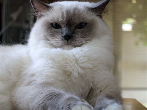 Ragdoll Cat Personality, Characteristics and Pictures – InspirationSeek.com