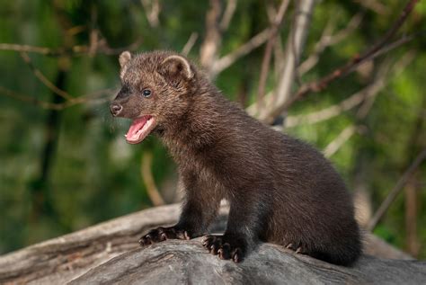 Fisher cats: Animals that aren't cats, nor are they really fishers | Live Science