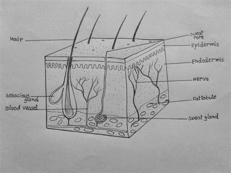 How to draw skin LS | Biology diagrams, Biology notes, Biology drawing