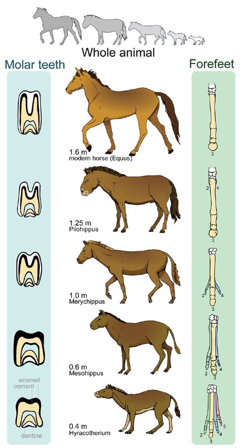 fossils (lesson 0525) - TQA explorer