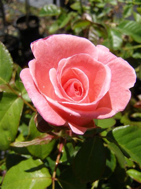 Coral pink rose - Carmel, Western Australia - 2011 | Australian flowers, Flower photos, Flowers