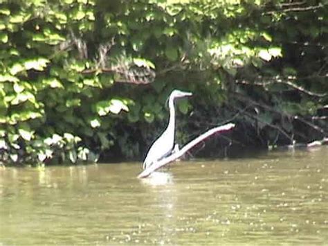 Great Blue Heron Nesting Pictures Movie