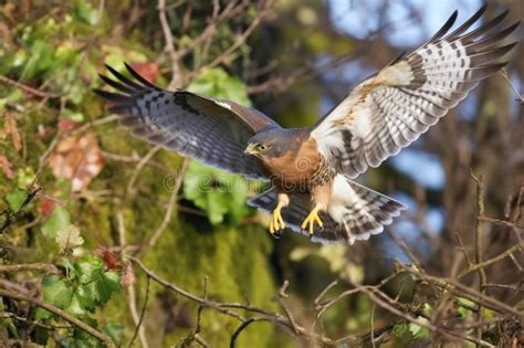 Sparrowhawk Hunting Small Birds Mid-flight Stock Photo - Image of generated, sparrowhawk: 297937572