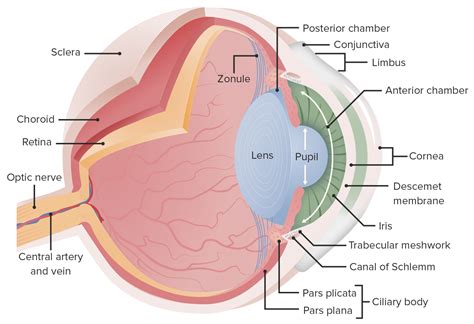 Eye: Anatomy | Concise Medical Knowledge