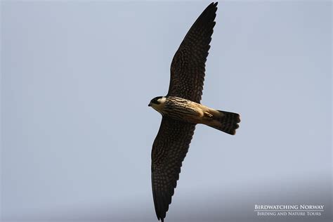 Birding in Southern Norway - birdwatchingnorway - birdwatchingnorway