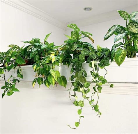 Hanging Plants