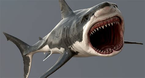 realistic great white shark 3d model