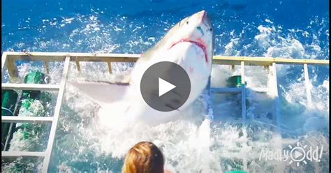 Giant Shark Attacks It’s Way Into Diver’s Cage. Caught On Video