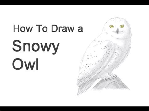 Drawing Snowy Owl Picture / The beautiful snowy, white owl stands alert in a winter storm in ...