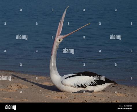 Funny pelican doing its morning strech Stock Photo - Alamy