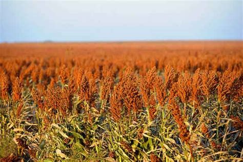 Texas Field Reports: Sorghum Acres to Decrease Despite Excellent Conditions – AgFax