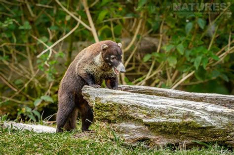 14 Days With The Astonishing Wildlife Of Costa Rica - News - NaturesLens