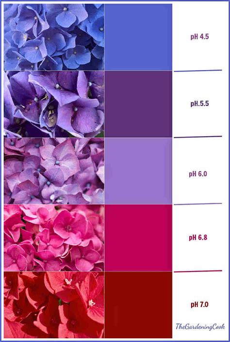 Hydrangea color change changing color of hydrangeas blue pink – Artofit