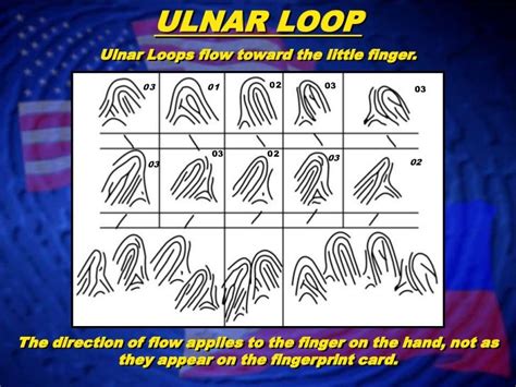 Fingerprint Classification- Loop Patterns