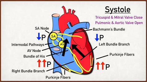 Cardiac Cycle Phases and Blood Flow: Step-By-Step Heart Diagram — EZmed