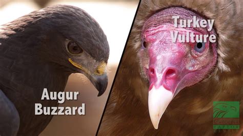 8 Main Difference Between Buzzard and Vulture with Similarities ...