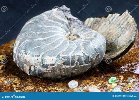 Fossil Spiral Snail. Ancient Mollusc Stock Image - Image of fossilized, pattern: 231651895