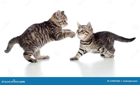 Two Little Kittens Playing Together Royalty Free Stock Image - Image: 23982586