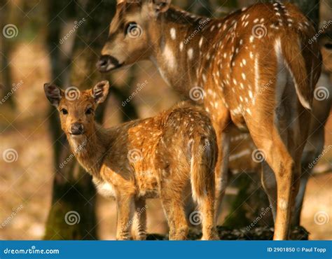 Baby Deer And Mother Stock Photo - Image: 2901850