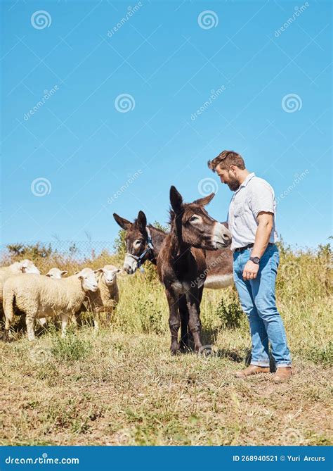 Farming, Animals and Man with Cattle on a Field for Agriculture, Sustainability and ...