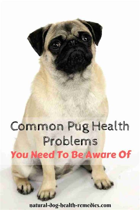 Pug Health Problems & Lifespan