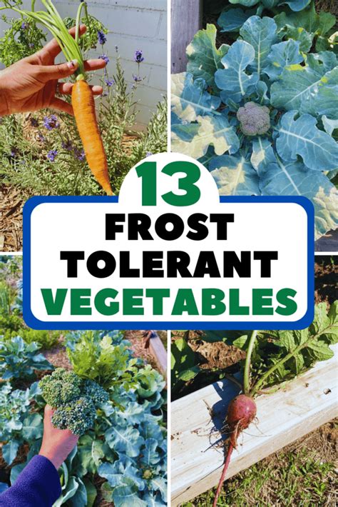 13 Frost Tolerant Vegetables to Keep Your Garden in a Flourishing Frenzy - JustOKGardening