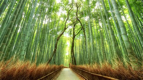 🔥 [50+] Bamboo Forest Japan Computer Wallpapers | WallpaperSafari