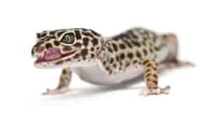 Common Leopard Gecko Behaviors (And What They Mean) - Gecko Advice