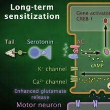 Molecular activity in Aplysia long-term memory