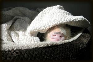 Mini Pig Sleeping Habits | Life with a Mini Pig