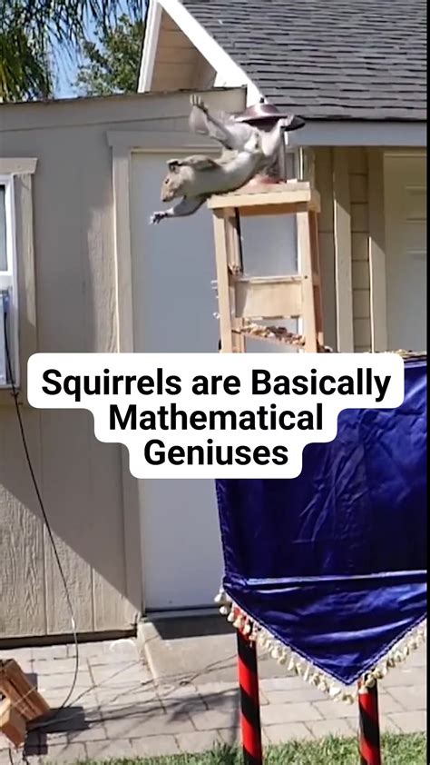 Backyard Squirrel Maze - Ninja Warrior Obstacle Course | Mark Rober | Mark Rober · Original audio