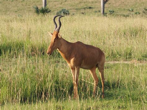 The Online Zoo - Hartebeest