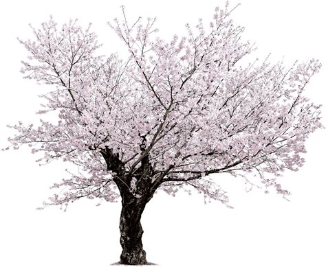 Cherry Blossom Tree PNG HD Transparent Cherry Blossom Tree HD.PNG ...