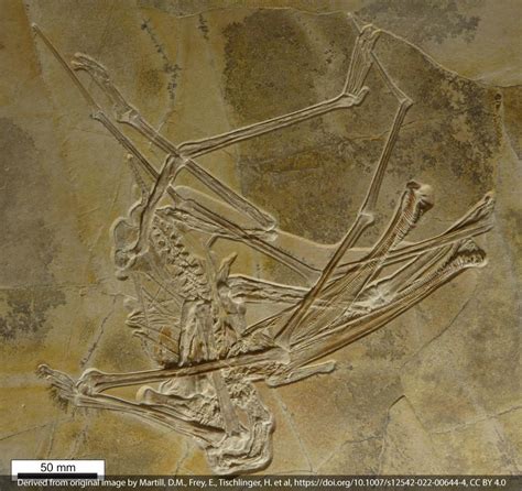 New Pterosaur Species With 480 Enamel Found In Germany - Arbana Osmani