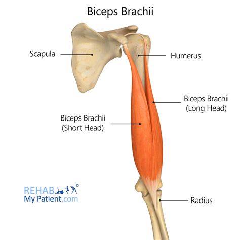 Biceps Brachii | Rehab My Patient