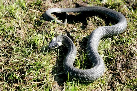 Snakes in DE - Maryland Venomous Snakes - Bay Area Wildlife Solutions